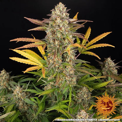 Amnesia Haze Auto von Barney's Farm – sativabetonte Autoflower mit Zitrus-Haze-Aroma