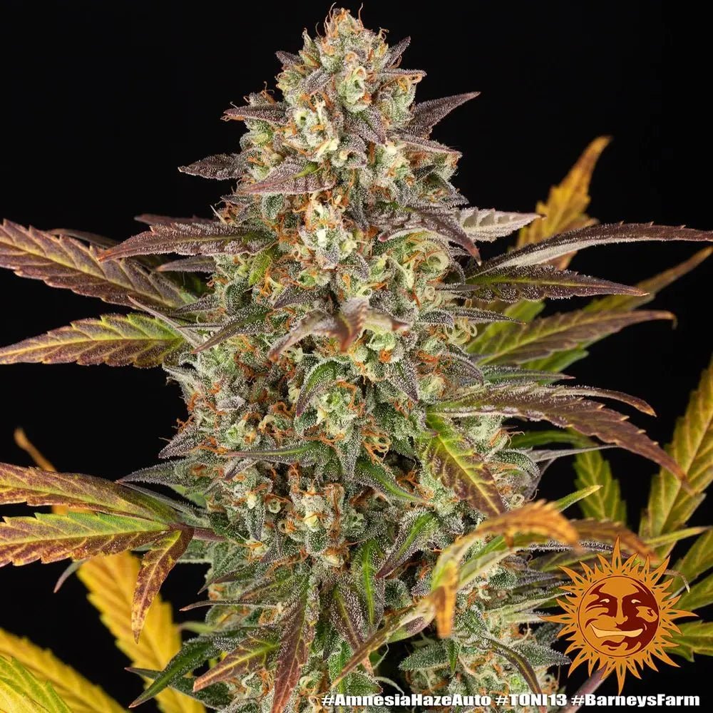 Amnesia Haze Auto Autoflower-Samen von Barney's Farm, Packung mit 3 feminisierten Samen