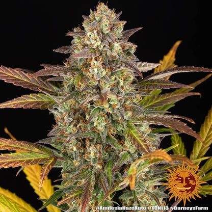 Amnesia Haze Auto Autoflower-Samen von Barney's Farm, Packung mit 3 feminisierten Samen