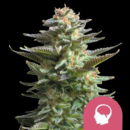 amnesia-haze-von-royal-queen-seeds