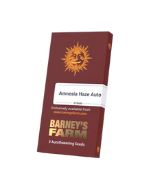 Amnesia Haze Auto Cannabissamen von Barney's Farm – feminisierte Autoflower mit 23 % THC