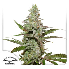 Amsterdam Amnesia von Dutch Passion