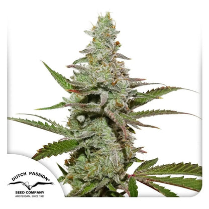 Amsterdam Amnesia von Dutch Passion
