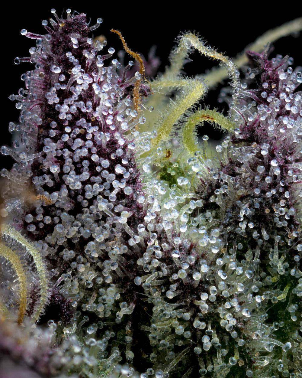 Makrobild von Apple Fritter Trichomen