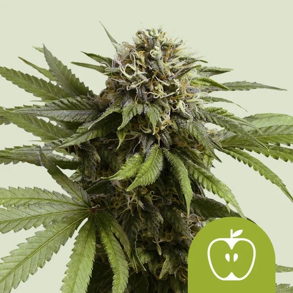 Apple Fritter Auto von RQS