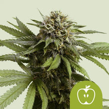 Apple Fritter Auto von RQS