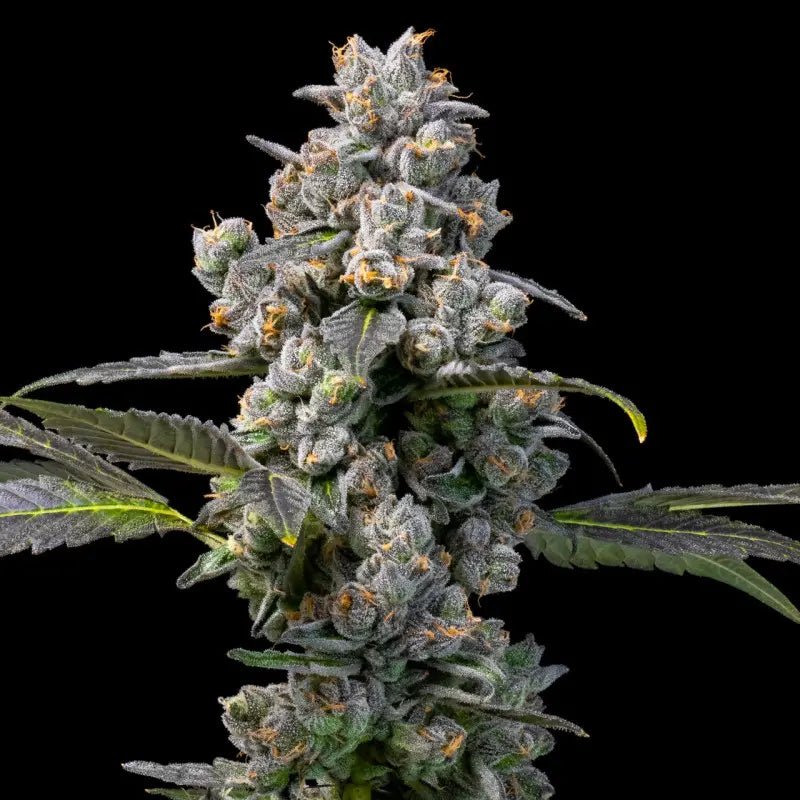 Apples & Bananas x Berniehana Butter von Cookies, feminisierte Cannabissamen: grün-graue Blüte mit sattgrünen Blättern und orangen Härchen.