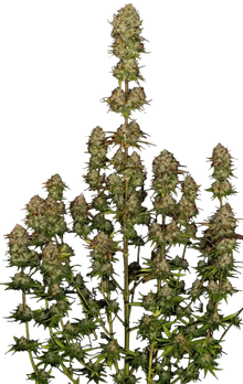 Apricot Candy Cannabispflanze, Paradise Seeds