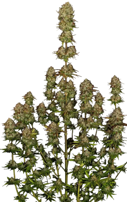 Apricot Candy Cannabispflanze, Paradise Seeds