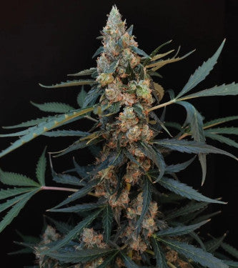 Northern Lights Auto