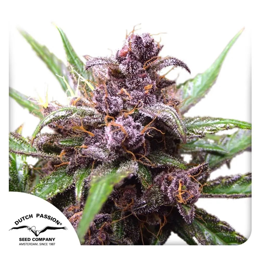 Auto Blackberry Kush von Dutch Passion