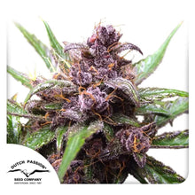 Auto Blackberry Kush von Dutch Passion