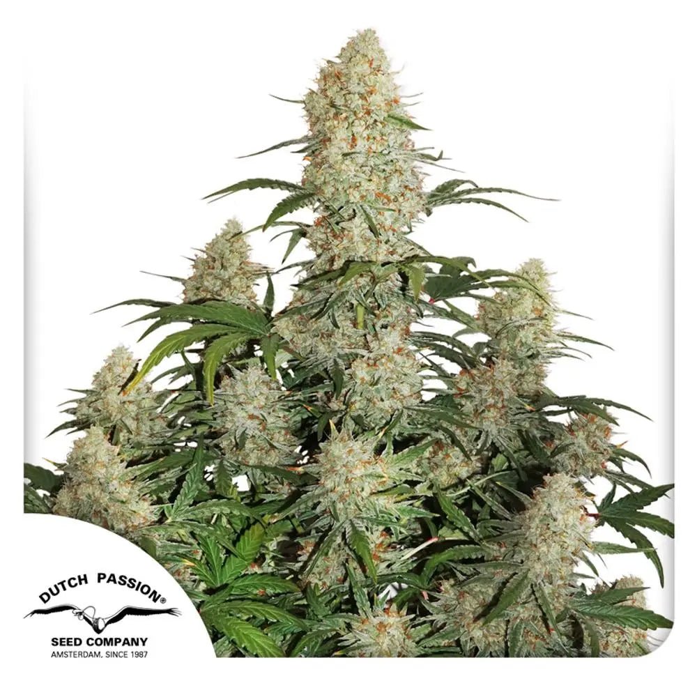 Auto Critical Orange Punch Samen von Dutch Passion