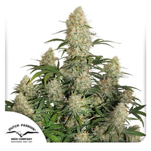 Auto Critical Orange Punch Samen von Dutch Passion