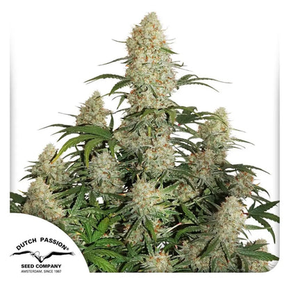 Auto Critical Orange Punch Samen von Dutch Passion