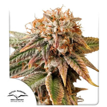 Auto Kingston Punch von Dutch Passion