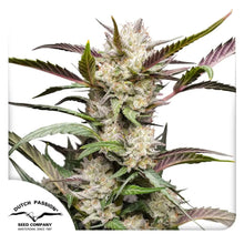 Auto Mimosa Punch Samen von Dutch Passion