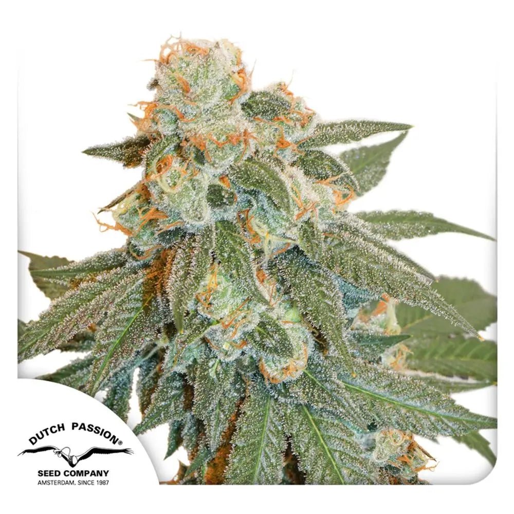 Auto Orange Bud von Dutch Passion
