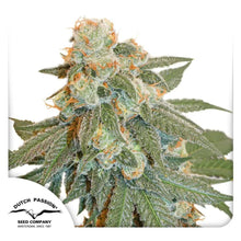 Auto Orange Bud von Dutch Passion