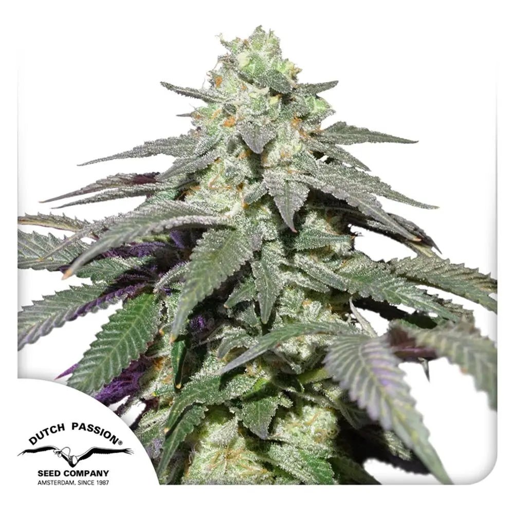 Auto Skywalker Haze von Dutch Passion