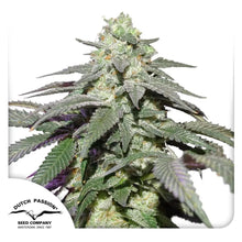 Auto Skywalker Haze von Dutch Passion