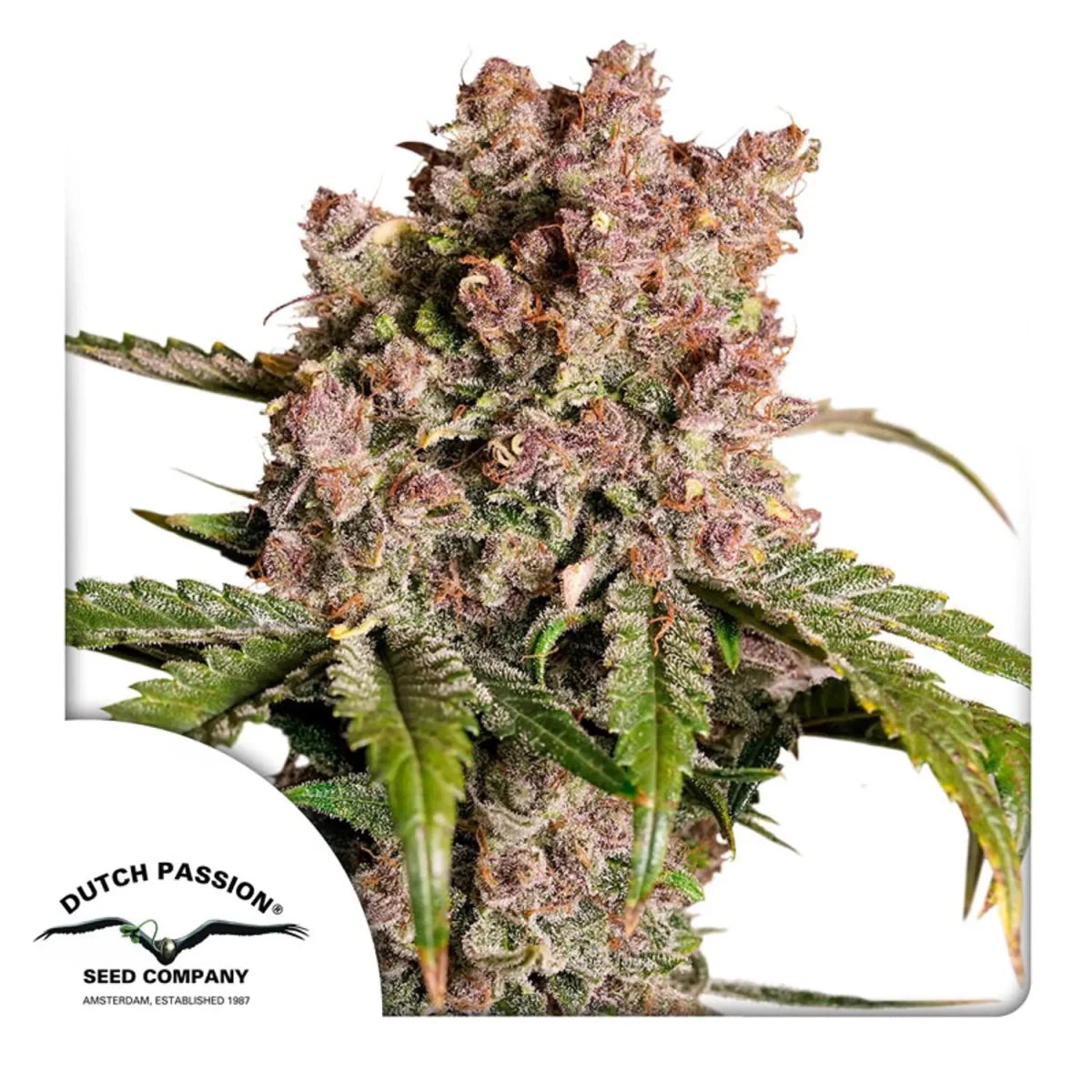Auto Strawberry Soda von Dutch Passion