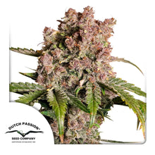 Auto Strawberry Soda von Dutch Passion