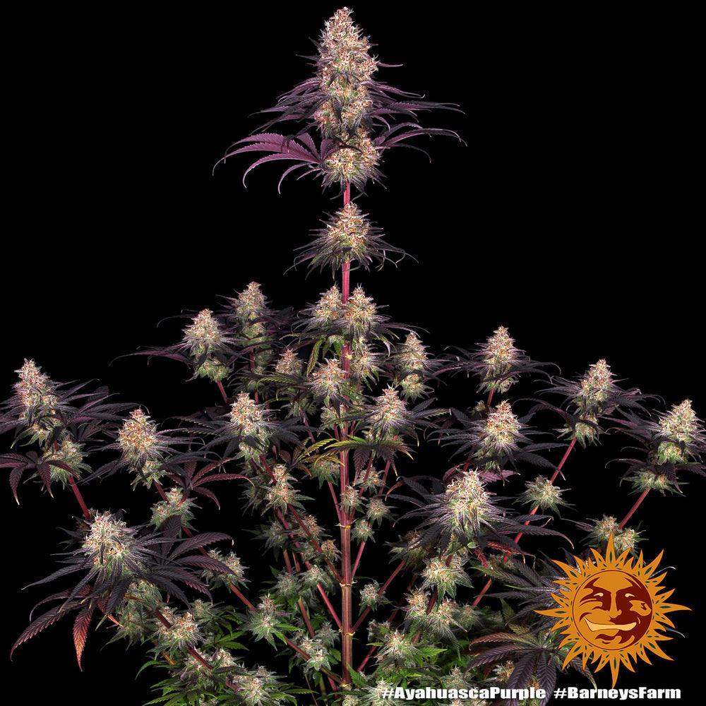 Ayahuasca Purple von Barneys Farm, feminisierte Cannabis Samen
