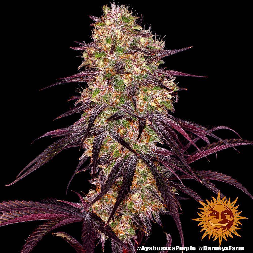 Ayahuasca Purple Blüte, Barneys Farm Cannabis Samen kaufen