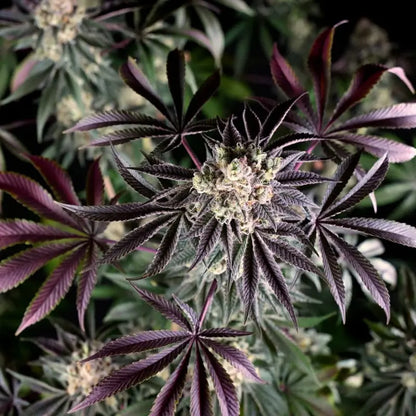 Silent Seeds B-45 Cannabis Samen