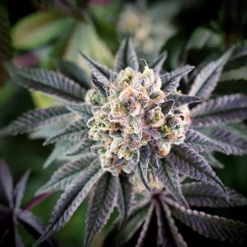 Silent Seeds B-45 Cannabis Samen