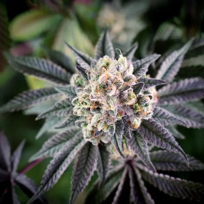 Silent Seeds B-45 Cannabis Samen