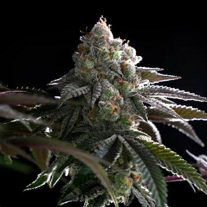 Silent Seeds B-45 Cannabis Samen