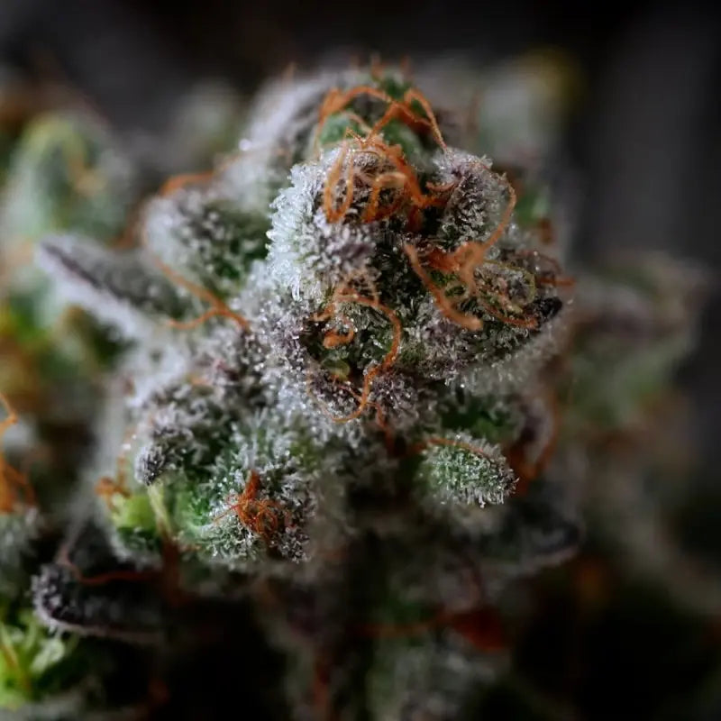Silent Seeds B-45 Cannabis Samen