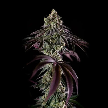 Silent Seeds B-45 Cannabis Samen