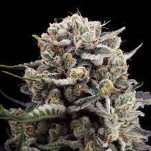 Silent Seeds B-45 Cannabis Samen