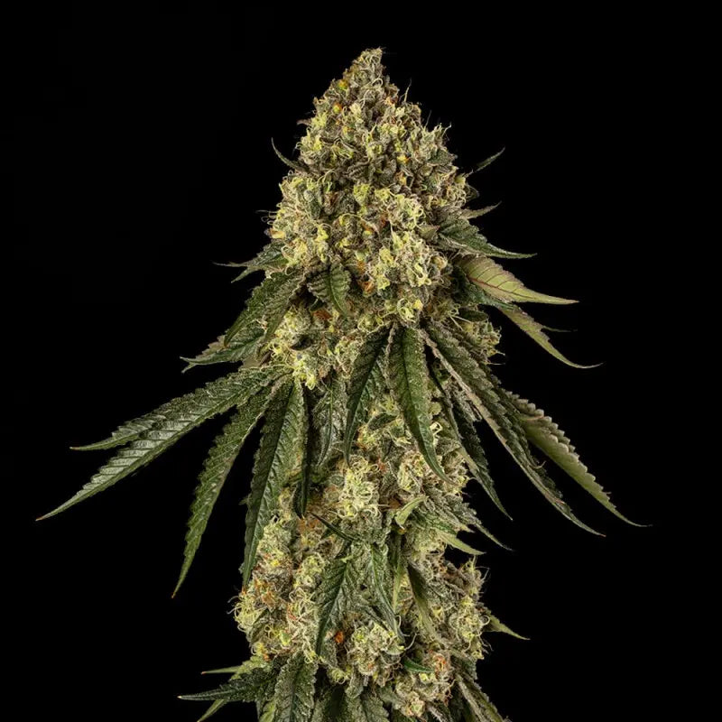 Silent Seeds B-52 Cannabis Samen