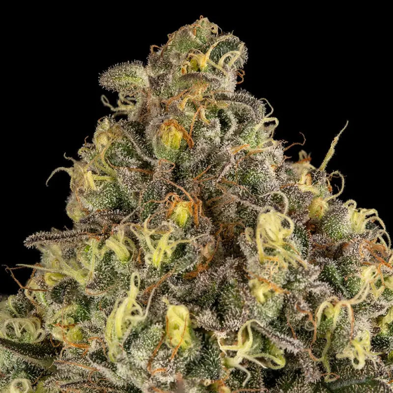 Silent Seeds B-52 Cannabis Samen