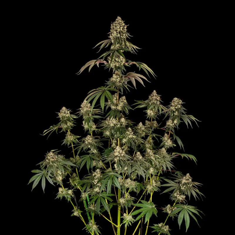 Silent Seeds B-52 Cannabis Samen