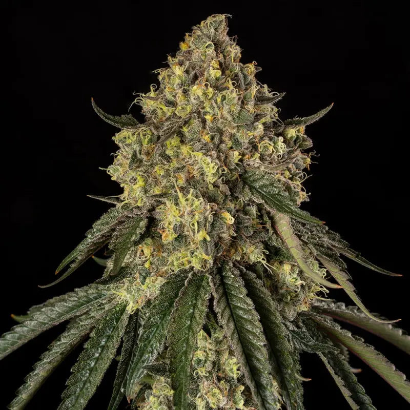 Silent Seeds B-52 Cannabis Samen