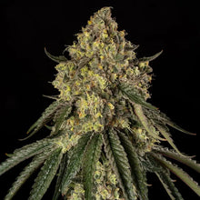 Silent Seeds B-52 Cannabis Samen