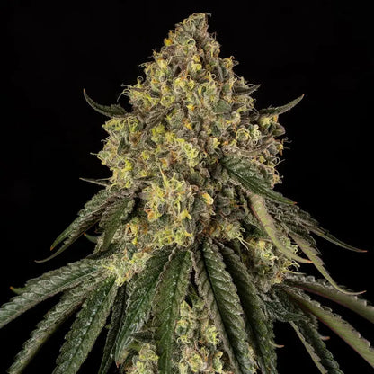Silent Seeds B-52 Cannabis Samen