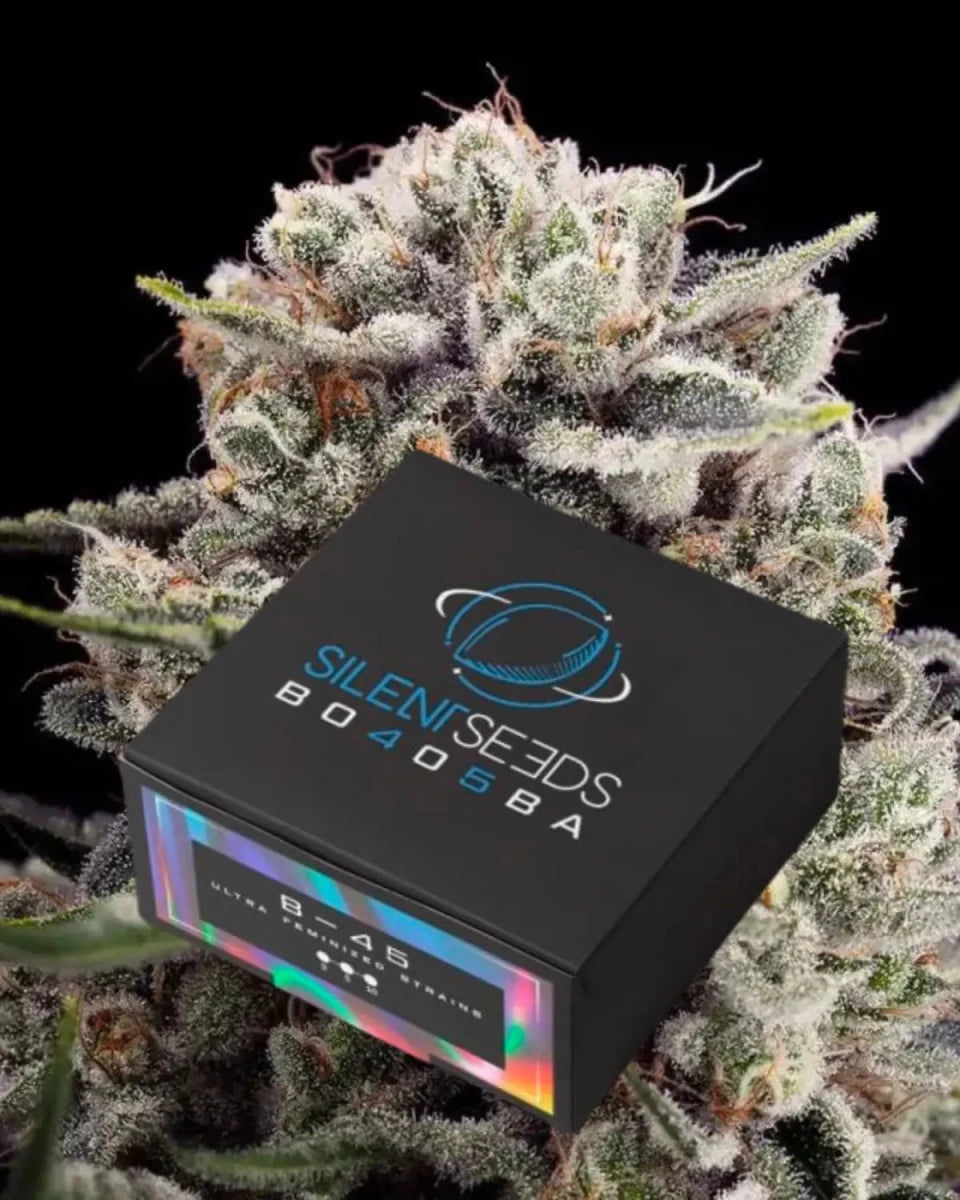 B-45 von Silent Seeds – feminisierte Cannabis Samen