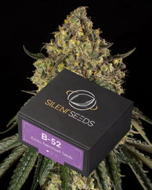 B-52 von Silent Seeds – feminisierte Cannabis Samen