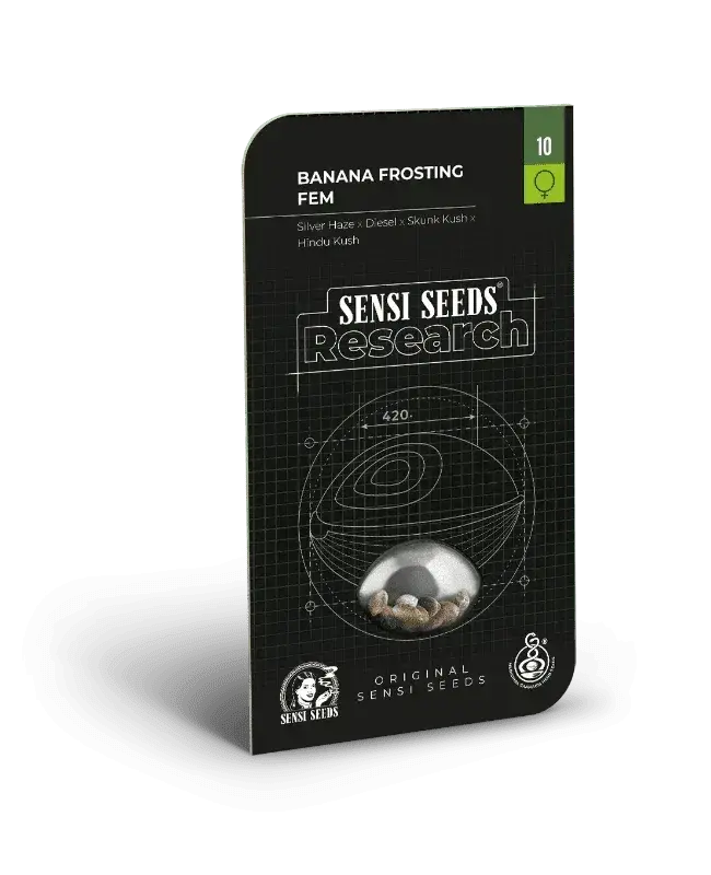 Banana Frosting, Cannabis Samen Packungen von Sensi Seeds mit 3 oder 5 Stück