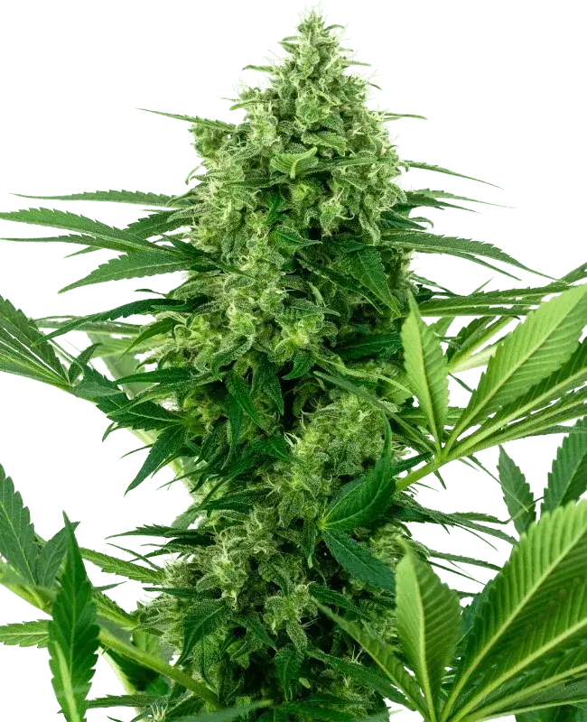 Banana Frosting, Cannabis Samen kaufen, Sensi Seeds