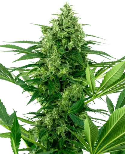 Banana Frosting, Cannabis Samen kaufen, Sensi Seeds