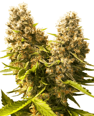 banana-kush-cake-auto-sensi-seeds