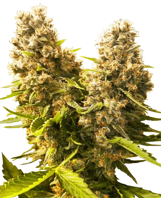 Banana Kush Cake Auto, automatic Cannabissamen