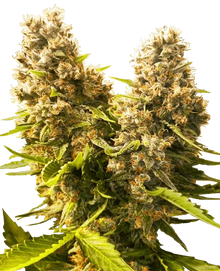 Banana Kush Cake Auto, automatic Cannabissamen